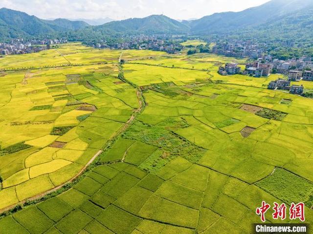 航拍广西岑溪万亩稻田 夏日田园“丰”景如画