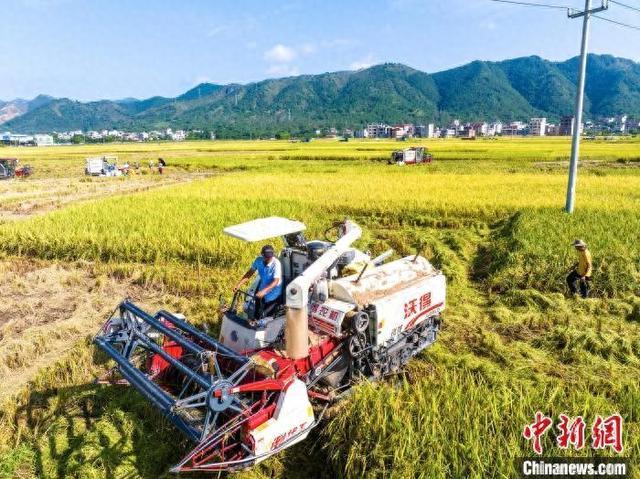 航拍广西岑溪万亩稻田 夏日田园“丰”景如画