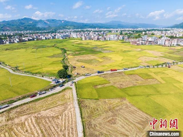 航拍广西岑溪万亩稻田 夏日田园“丰”景如画