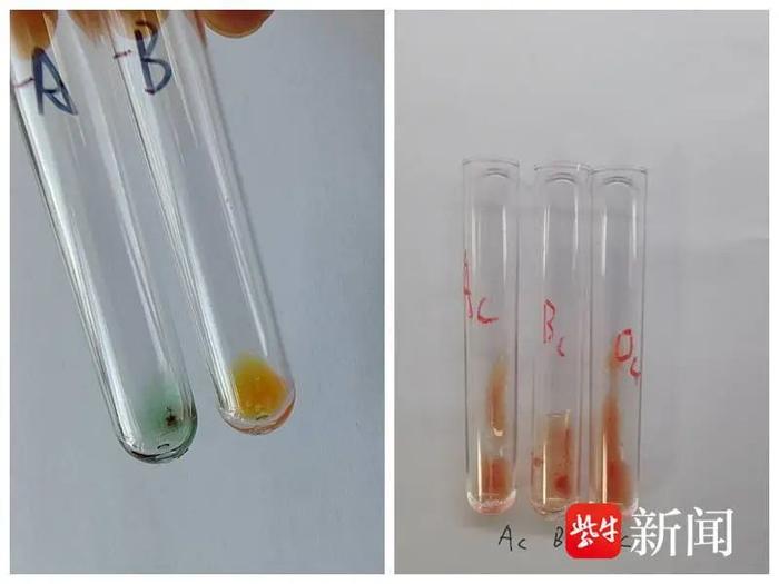 镇江发现“恐龙血”，比“熊猫血”还稀有！