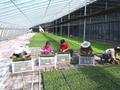 闻喜县桐城镇大力推动设施农业提质增效