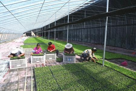 闻喜县桐城镇大力推动设施农业提质增效