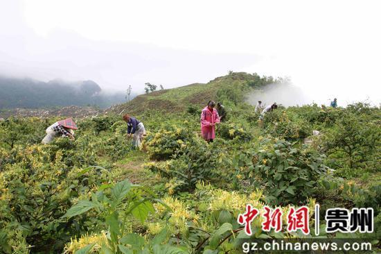 贵州绥阳：漫山遍野银花开 巧手采摘“金银”来