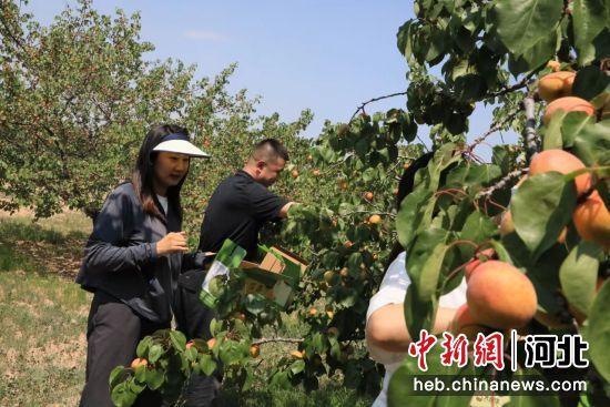 张家口阳原：采杏季节丰收忙