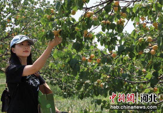 张家口阳原：采杏季节丰收忙