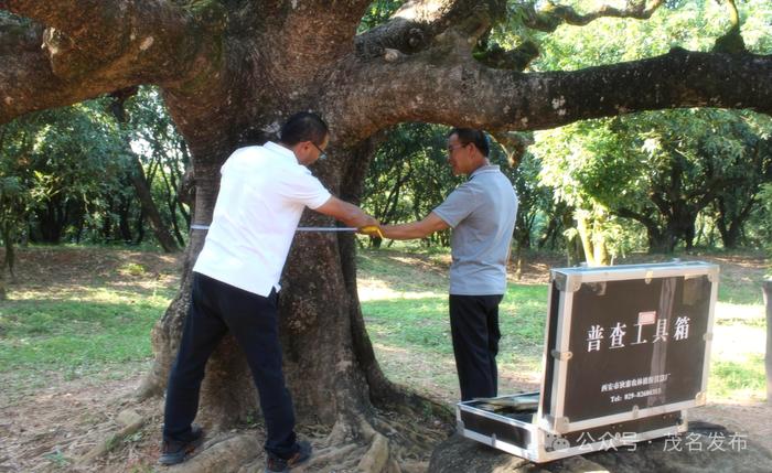 高州：持续巩固乡村绿化成效，乡村“一时绿”变四季青