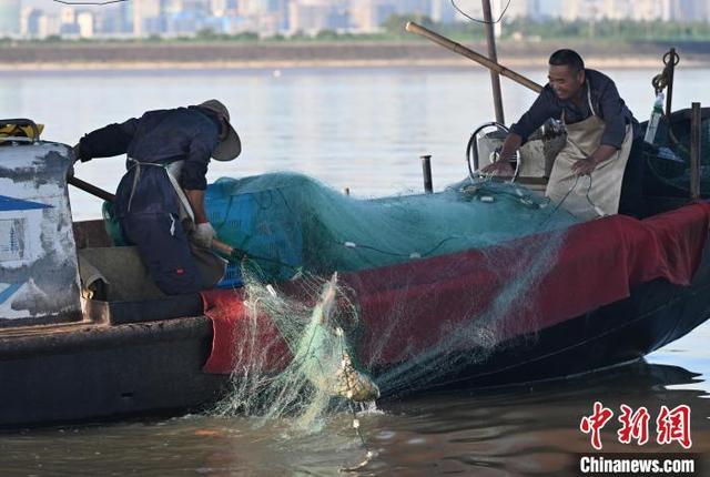 浙江杭州钱塘江结束禁渔期后迎来开渔