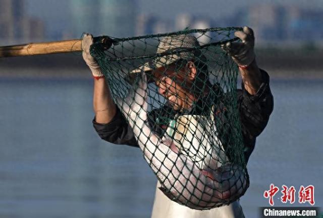 浙江杭州钱塘江结束禁渔期后迎来开渔