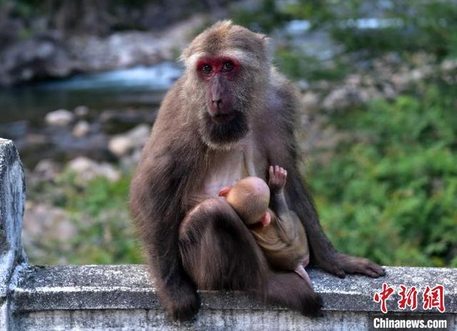 武夷山国家公园：藏酋猴成萌宠明星
