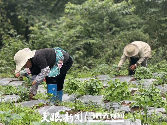 大方安乐乡：辣椒产业助力经济与就业双丰收