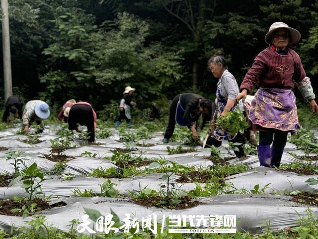 大方安乐乡：辣椒产业助力经济与就业双丰收