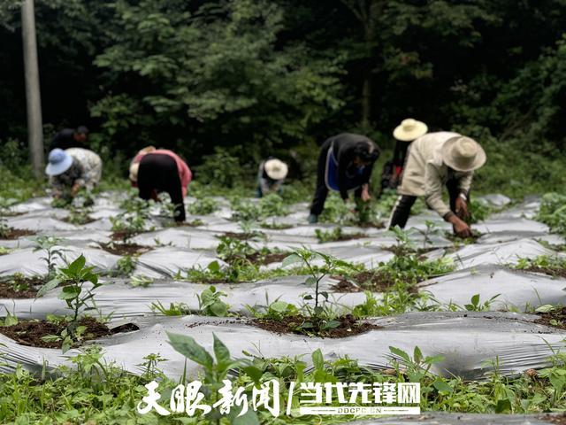 大方安乐乡：辣椒产业助力经济与就业双丰收