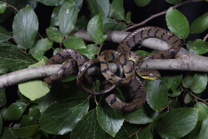 西藏发现中国新记录蛇类“斯氏林蛇”