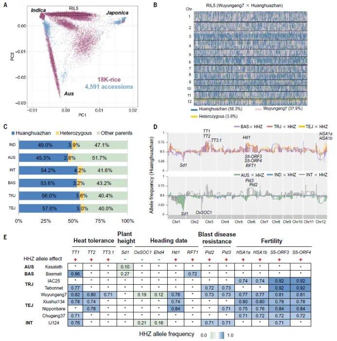 黄学辉团队在《科学》刊文：研究1.8万份水稻“混血儿”，探索遗传构架