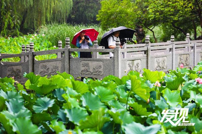 发现丨夏雨落玉盘 荷韵随风舞