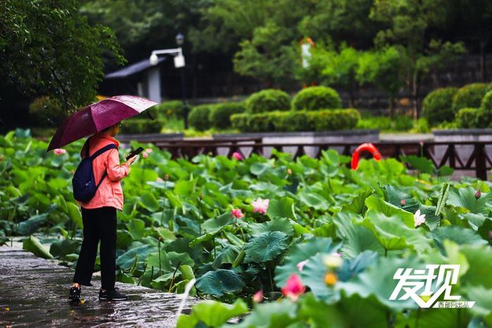 发现丨夏雨落玉盘 荷韵随风舞