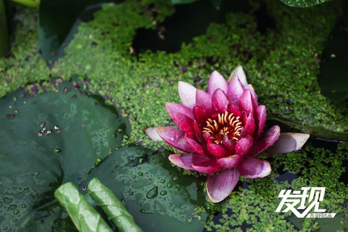 发现丨夏雨落玉盘 荷韵随风舞