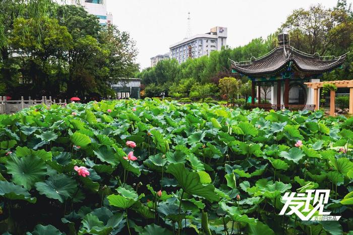 发现丨夏雨落玉盘 荷韵随风舞