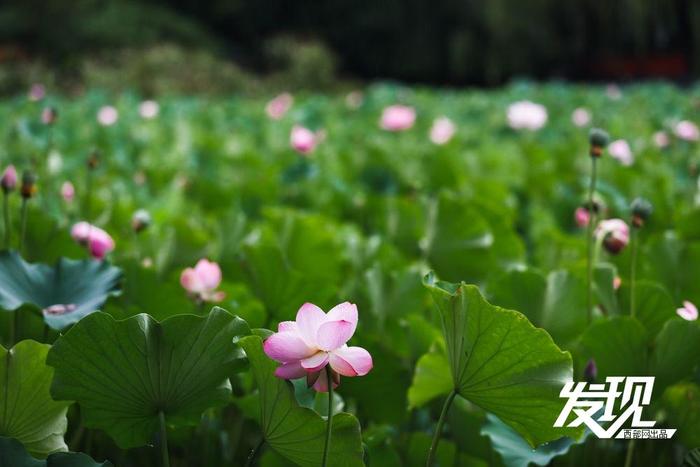 发现丨夏雨落玉盘 荷韵随风舞