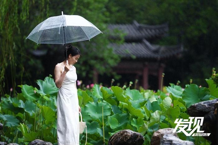 发现丨夏雨落玉盘 荷韵随风舞