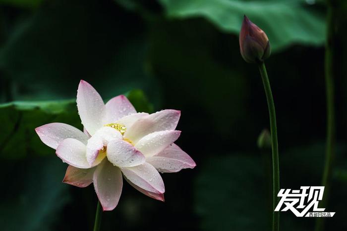 发现丨夏雨落玉盘 荷韵随风舞