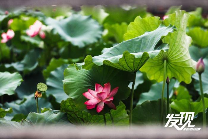 发现丨夏雨落玉盘 荷韵随风舞