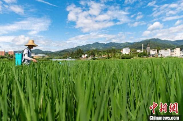 贵州从江：小暑时节农事忙