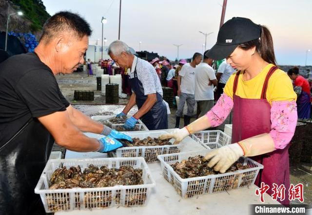 乡约福建：“中国鲍鱼之乡”迎收获季