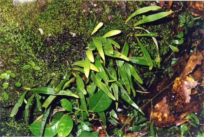 细究附生植物，保护胶林生物多样性