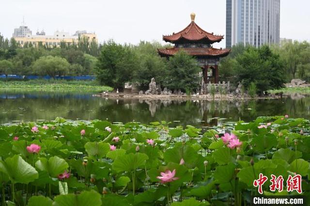 呼和浩特：荷花盛开引游人