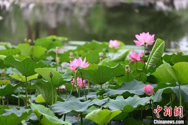 呼和浩特：荷花盛开引游人