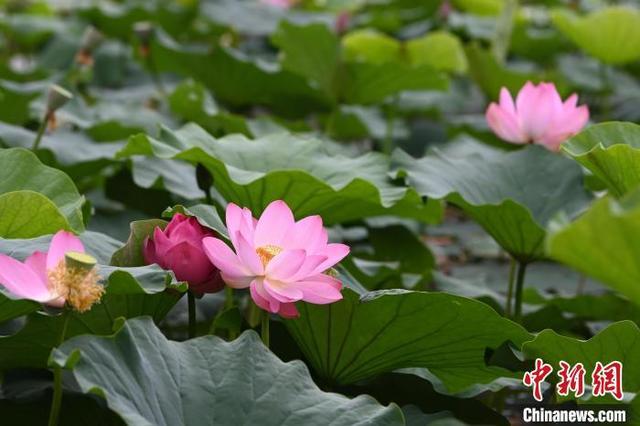 呼和浩特：荷花盛开引游人