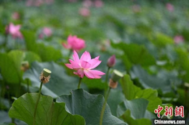 呼和浩特：荷花盛开引游人