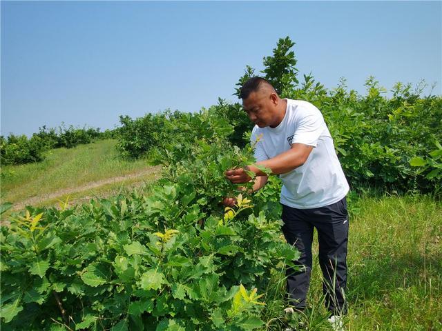 阿荣旗：打造柞蚕产业链