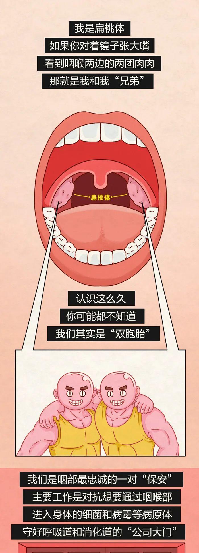 扁桃体经常发炎的人，通常都是因为这个原因（不是免疫力不好）