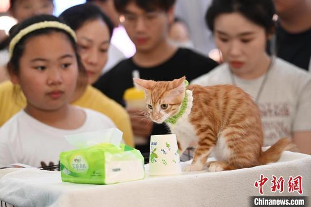 南京举办“猫咪领养大会” 传递爱与正能量