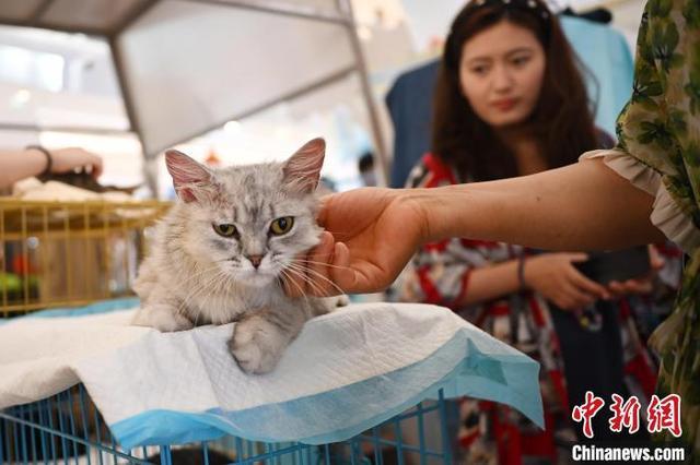 南京举办“猫咪领养大会” 传递爱与正能量