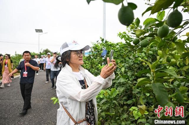 重庆潼南：“小柠檬”做成“大产业”