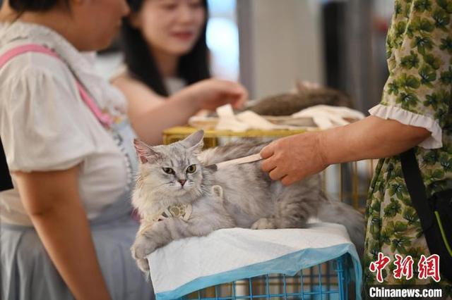 南京举办“猫咪领养大会” 传递爱与正能量