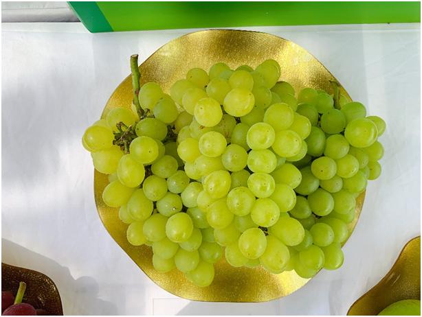 【便民】各种本地葡萄都是什么味道？应该怎么选？这篇文章告诉你