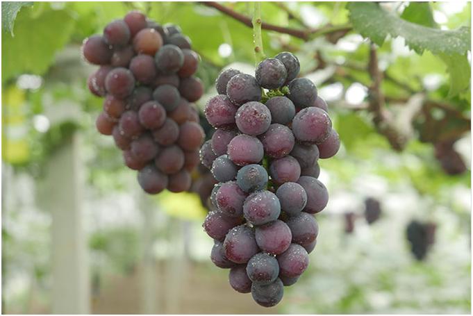 【便民】各种本地葡萄都是什么味道？应该怎么选？这篇文章告诉你