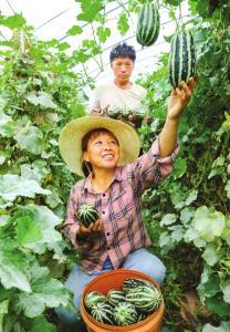 特色种植 助农增收