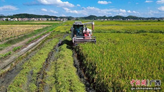 广西桂平：机械化助力早稻夏收