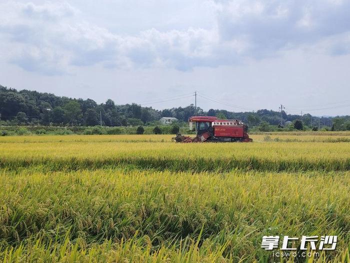 复种复产进行时！33万斤种子正紧急调拨至长沙田间地头