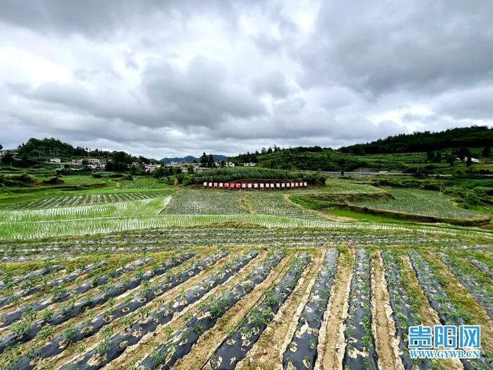 开阳县高寨村强化党建引领促进“1+1”经济发展