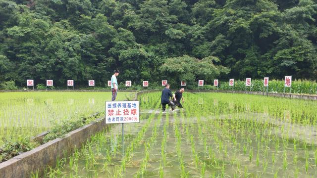 麻江：“冷水田”养“稻花鱼” 助农增收 致富