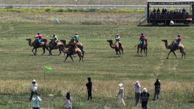 聚焦全国少数民族传统体育运动会丨内蒙古驼球表演亮相赛场