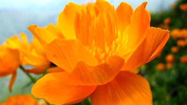 内蒙古大兴安岭的珍稀植物——金莲花
