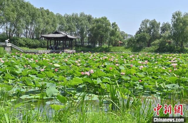 吉林长春：荷花悄然绽放