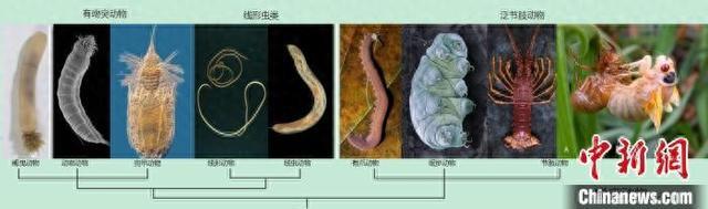 科学家确认蜕皮动物新门类皱囊动物门